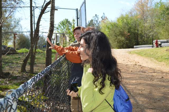 Three women against a fence looking at an off-camera lion