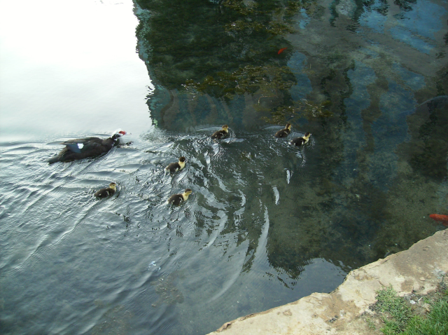 Female duck and ducklings swimming