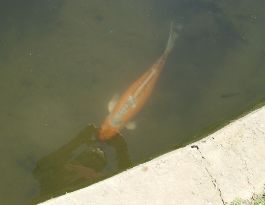 Orange koi with spine markings, Doug's reflection, in water