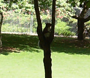 Squirrel in tree fork