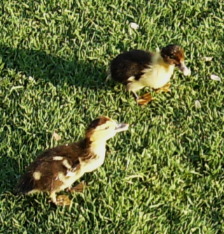 Two ducklings