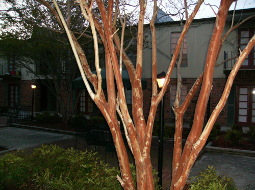 A tree well lit by flash