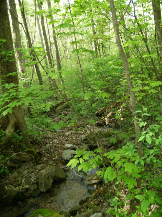 Spring Flowing off into the Green