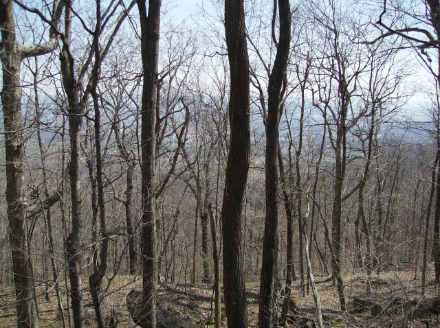 A shot of trees in the short, and a fair distance to the horizon