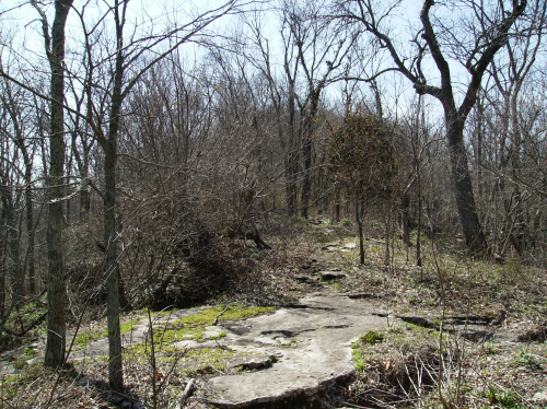 A path through some slightly overgrown woods